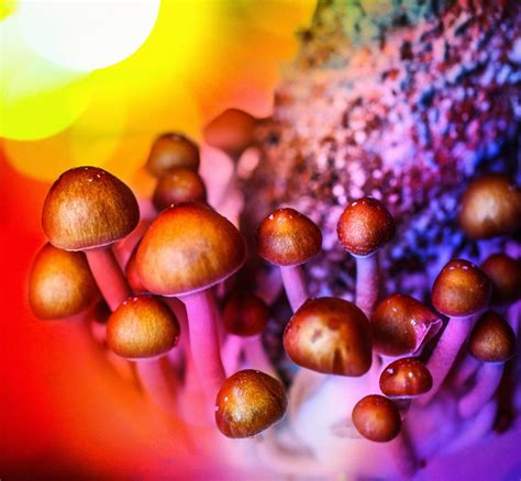 Can using magic mushrooms lead to dependence